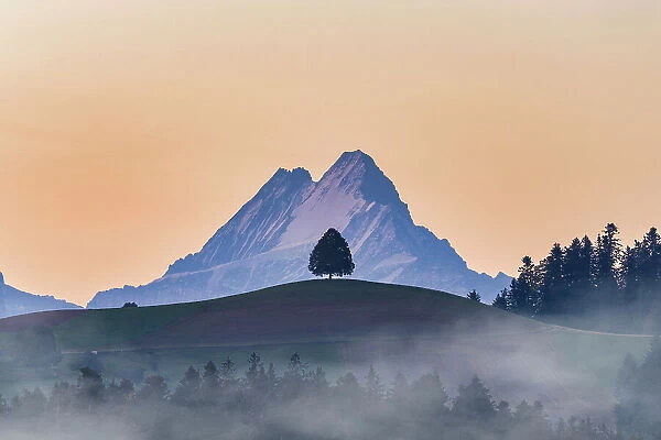Schreckhorn peak framed by an isolated tree on hill at sunrise, Sumiswald, Emmental, canton of Bern, Switzerland