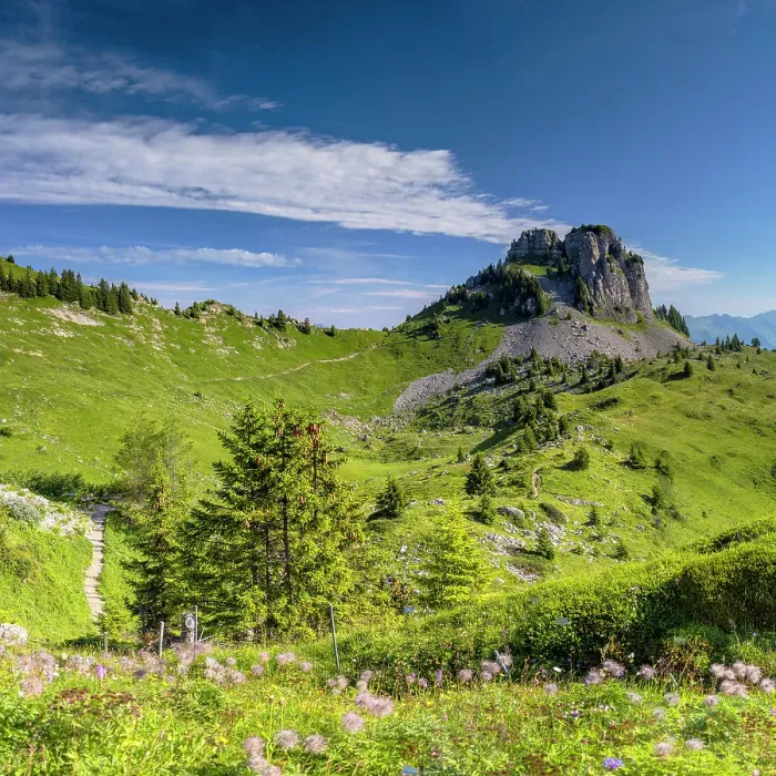 Framed Print : Schynige Platte Botanical Gardens, Jungfrau Region, Bernese Oberland, Switzerland