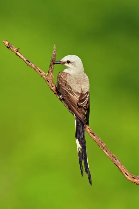 Framed Print : Scissor-tailed flycatcher (Tyrannus forficatus), Rio Grande City, Texas, USA Framed Print : Scissor-tailed flycatcher (Tyrannus forficatus), Rio Grande City, Texas, USA