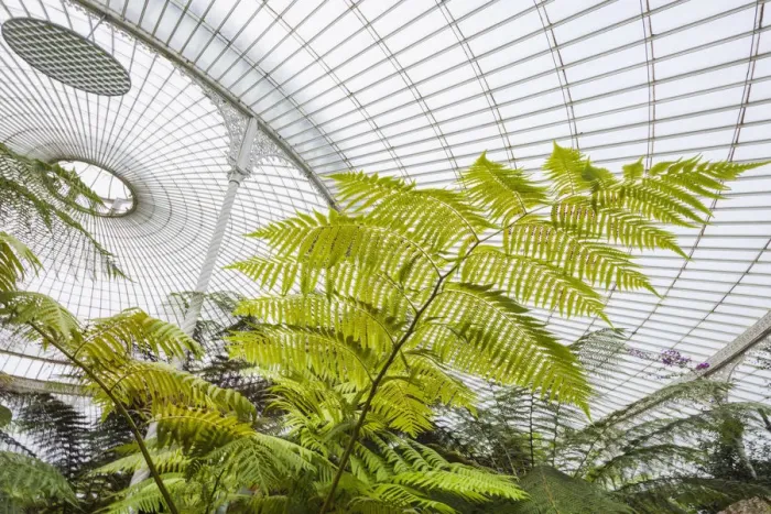 Framed Print : Scotland, Glasgow, Botanic Gardens, Kibble Palace Greenhouse Framed Print : Scotland, Glasgow, Botanic Gardens, Kibble Palace Greenhouse