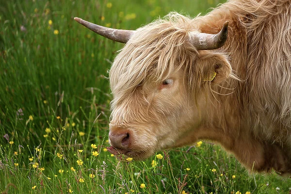 Scotland, Highland Cattle near Scourie settlement