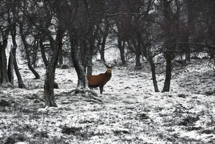 Framed Print : Scotland, Highlands, Epic and poetic winter at Braemar where the forest became magic Framed Print : Scotland, Highlands, Epic and poetic winter at Braemar where the forest became magic