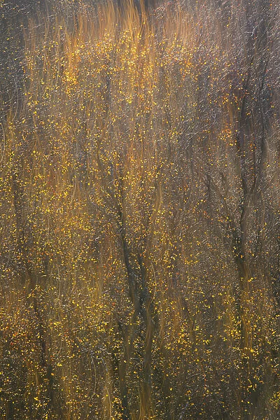 Scotland, Trossachs, Silver Birches looks like flames at sunrise time