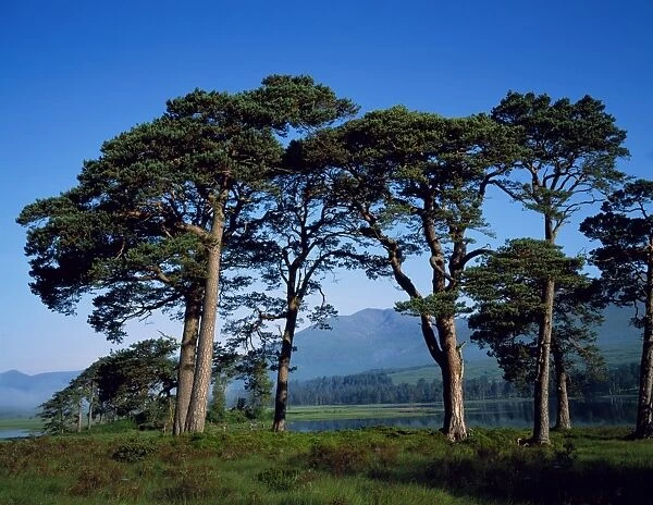 Scots Pine at Loch Tulla