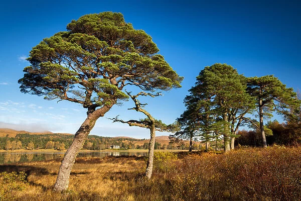 Scots Pines along Loch Tulla in Autumn, Argyll & Bute, Scotland
