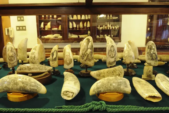 Framed Print : Scrimshaws are engravings on sperm-whales teeth Framed Print : Scrimshaws are engravings on sperm-whales teeth