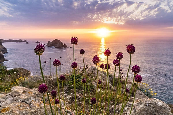 Sea and flowers at sunset in the rocky beach of Costa Quebrada. Playa del Portio, Liencres, Cantabria, Spain
