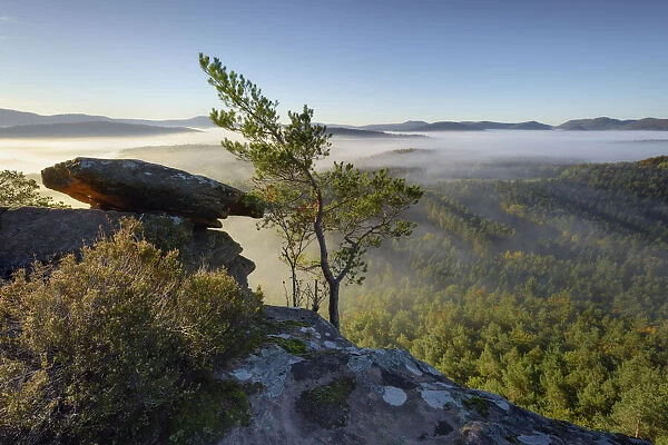 Sea of fog in the Palatinate Forest in the morning, Dahner Felsenland, Palatinate Forest