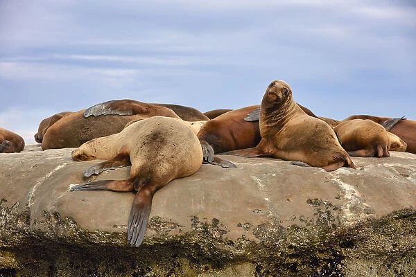 Sea lions lying on a rock of the Golfo Nuevo, Puerto Piramides, Peninsula Valdes, Chubut, Patagonia, Argentina