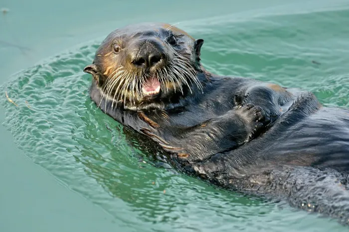 Framed Print : Sea otter (Enhydra lutris) Loafing and preening after feeding, Morro Bay, California, USA Framed Print : Sea otter (Enhydra lutris) Loafing and preening after feeding, Morro Bay, California, USA