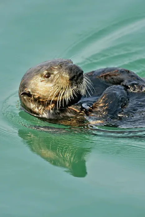 Framed Print : Sea otter (Enhydra lutris) Loafing and preening after feeding, Morro Bay, California, USA Framed Print : Sea otter (Enhydra lutris) Loafing and preening after feeding, Morro Bay, California, USA