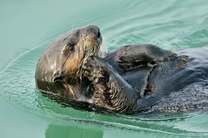 Framed Print : Sea otter (Enhydra lutris) Loafing and preening after feeding, Morro Bay, California, USA Framed Print : Sea otter (Enhydra lutris) Loafing and preening after feeding, Morro Bay, California, USA