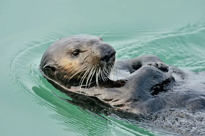 Framed Print : Sea otter (Enhydra lutris) Loafing and preening after feeding, Morro Bay, California, USA Framed Print : Sea otter (Enhydra lutris) Loafing and preening after feeding, Morro Bay, California, USA