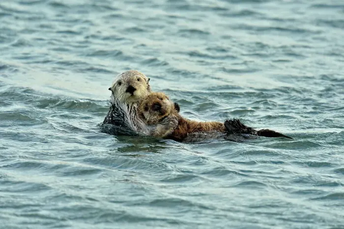 Framed Print : Sea otter (Enhydra lutris) Mother and pup rafting in Morro Bay Estuary, Morro Bay, California, USA Framed Print : Sea otter (Enhydra lutris) Mother and pup rafting in Morro Bay Estuary, Morro Bay, California, USA