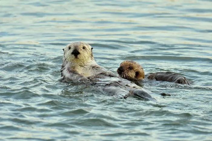 Framed Print : Sea otter (Enhydra lutris) Mother and pup rafting in Morro Bay Estuary, Morro Bay, California, USA Framed Print : Sea otter (Enhydra lutris) Mother and pup rafting in Morro Bay Estuary, Morro Bay, California, USA