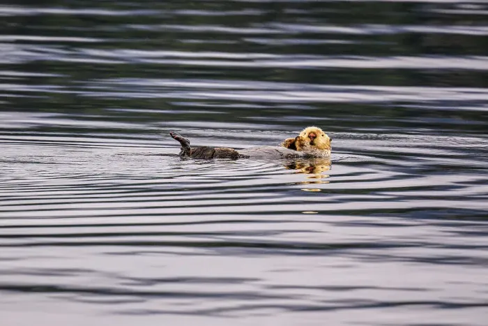 Framed Print : Sea otter (Enhydra lutris), Pybus Bay, Alaska, USA