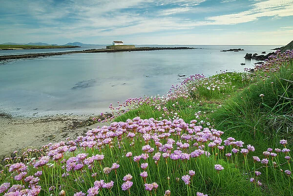 Sea pinks flowering at Porth Cwyfan, with St Cwyfan's Church on a tidal islet in the bay, Anglesey, Wales, UK. Spring (May) 2019