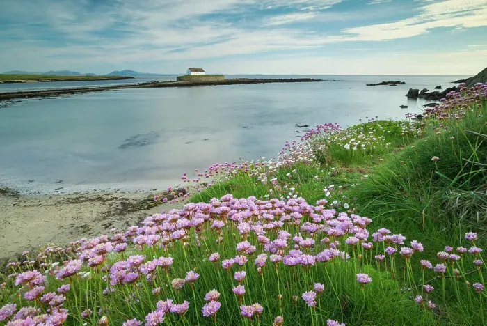 Framed Print : Sea pinks flowering at Porth Cwyfan, with St Cwyfan's Church on a tidal islet in the bay, Anglesey, Wales, UK. Spring (May) 2019 Framed Print : Sea pinks flowering at Porth Cwyfan, with St Cwyfan's Church on a tidal islet in the bay, Anglesey, Wales, UK. Spring (May) 2019