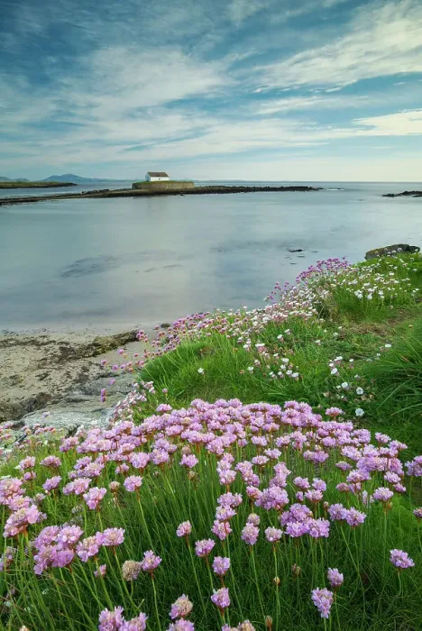 Framed Print : Sea pinks flowering at Porth Cwyfan, with St Cwyfan's Church on a tidal islet in the bay, Anglesey, Wales, UK. Spring (May) 2019 Framed Print : Sea pinks flowering at Porth Cwyfan, with St Cwyfan's Church on a tidal islet in the bay, Anglesey, Wales, UK. Spring (May) 2019