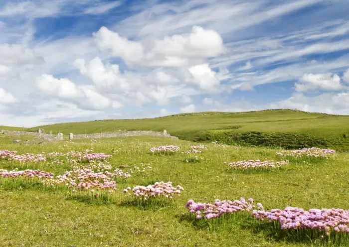Framed Print : Sea pinks, Isle of Lewis, Hebrides, Scotland, UK