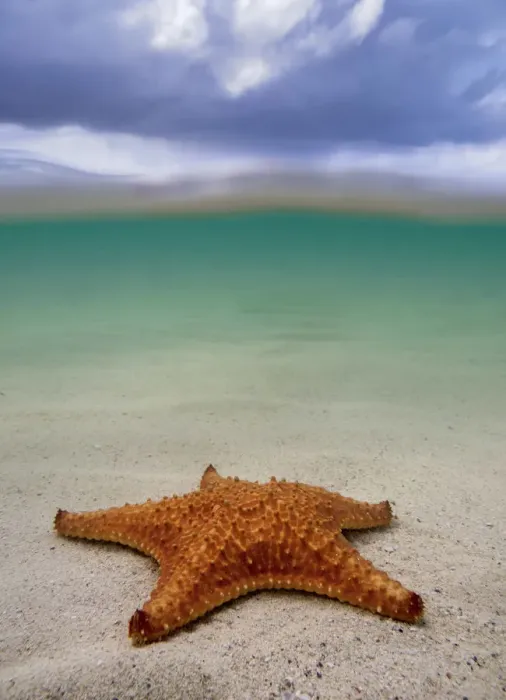 Framed Print : Sea star st Starfish Point, North Side, Grand Cayman, Cayman Islands Framed Print : Sea star st Starfish Point, North Side, Grand Cayman, Cayman Islands