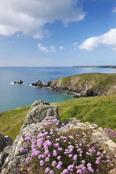 Sea thrift flowering on the clifftops above Carrick Luz, with views to the Lizard