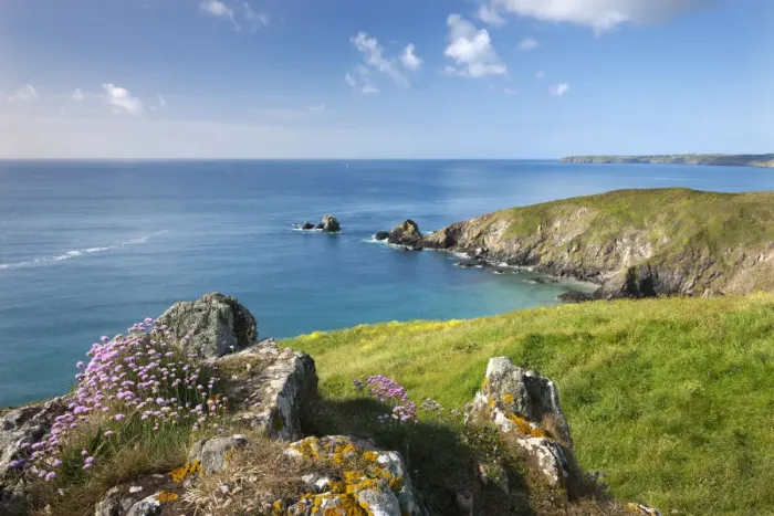 Framed Print : Sea thrift flowering on the clifftops above Carrick Luz, with views to the Lizard Framed Print : Sea thrift flowering on the clifftops above Carrick Luz, with views to the Lizard