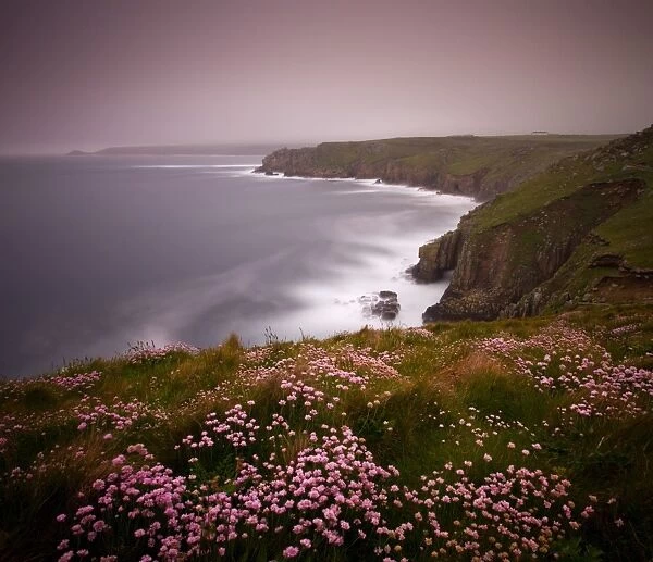 Sea Thrift growing on the clifftops above Lands End, Cornwall, England. Spring