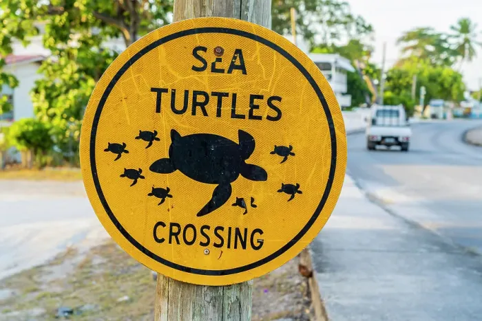 Framed Print : Sea Turtles crossing sign, Paynes Beach, Barbados, Caribbean Framed Print : Sea Turtles crossing sign, Paynes Beach, Barbados, Caribbean