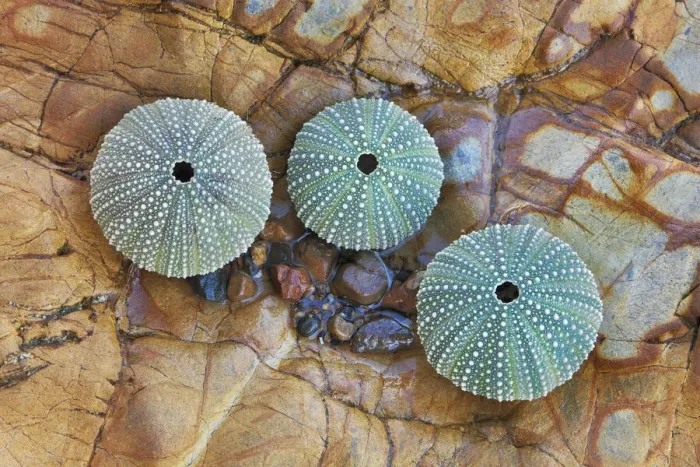 Framed Print : Sea urchin sceletons - New Zealand, North Island, Hawkes Bay, Tamaki Strait