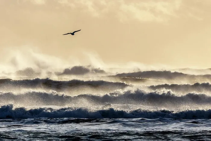 Framed Print : Seabird flying in front of crashing waves from the black sand beach (Diamond Beach) near Jokulsarlon Glacier Lagoon, South Iceland Framed Print : Seabird flying in front of crashing waves from the black sand beach (Diamond Beach) near Jokulsarlon Glacier Lagoon, South Iceland
