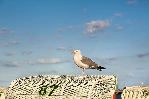 Seagull on beachbasket, Gromitz, Baltic coast, Schleswig-Holstein, Germany