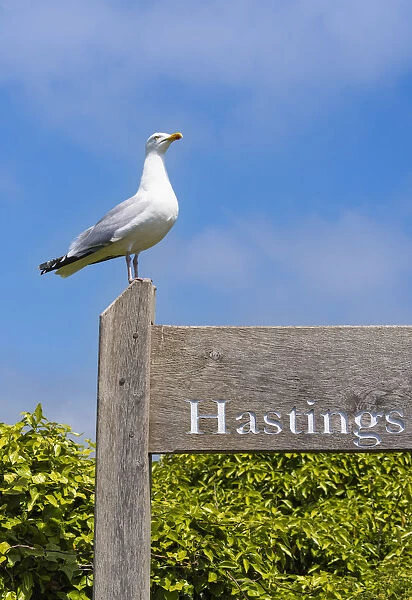 A seagull on the entrance to the Hastings Country Park Natural Reserve, Sussex, England