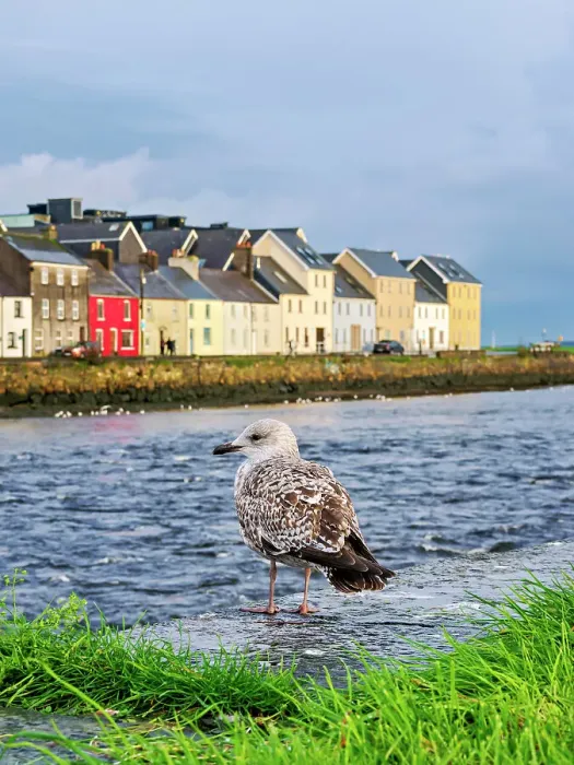 Framed Print : Seagull, River Corrib and The Long Walk, Galway, County Galway, Ireland Framed Print : Seagull, River Corrib and The Long Walk, Galway, County Galway, Ireland