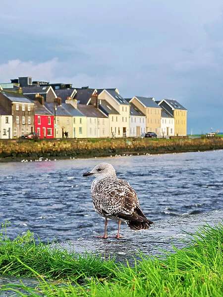 Seagull, River Corrib and The Long Walk, Galway, County Galway, Ireland