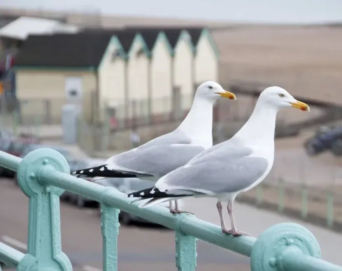 Framed Print : Seagulls, Brighton, Sussex, UK Framed Print : Seagulls, Brighton, Sussex, UK