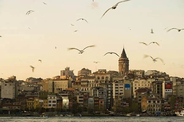 Seagulls flock above the Golden Horn, Istanbul