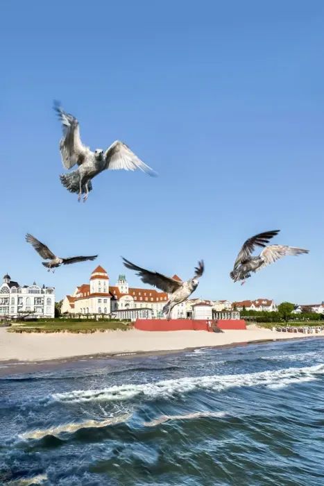 Framed Print : Seagulls and Kurhaus, Binz, RAogen Island, Mecklenburg-Western Pomerania, Germany Framed Print : Seagulls and Kurhaus, Binz, RAogen Island, Mecklenburg-Western Pomerania, Germany