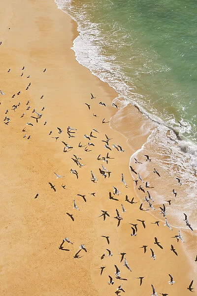 Seagulls in Marinha beach. Algarve, Portugal