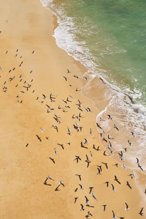 Framed Print : Seagulls in Marinha beach. Algarve, Portugal Framed Print : Seagulls in Marinha beach. Algarve, Portugal