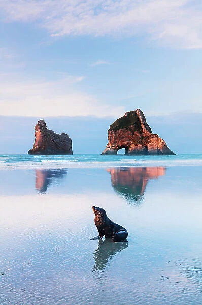 A seal at Wharariki beach with the Archway islands in the background at sunset