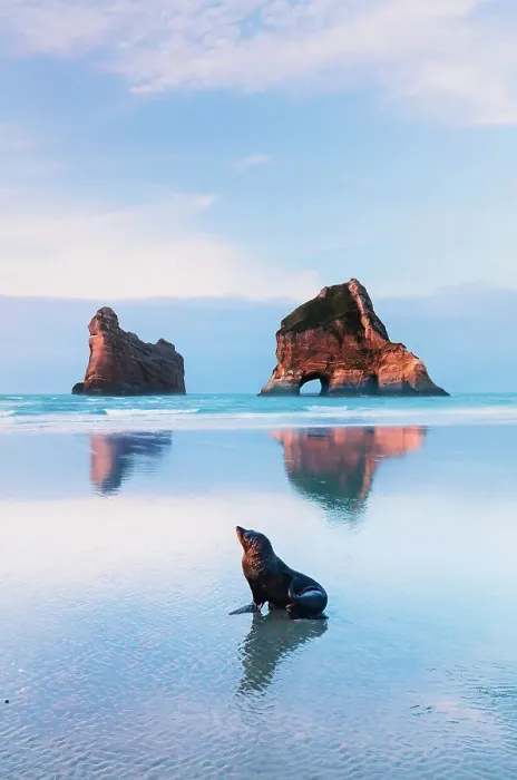 Framed Print : A seal at Wharariki beach with the Archway islands in the background at sunset Framed Print : A seal at Wharariki beach with the Archway islands in the background at sunset