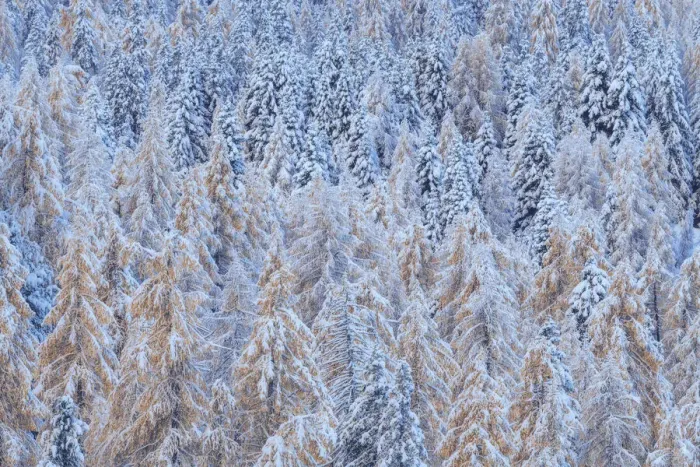 Framed Print : Two season colliding together: winter and autumn. This was the first snow of the year on firs and larches still during the foliage at Rolle Pass, in the Dolomites, Italy Framed Print : Two season colliding together: winter and autumn. This was the first snow of the year on firs and larches still during the foliage at Rolle Pass, in the Dolomites, Italy