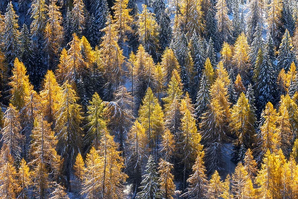 Two season colliding together: winter and autumn. This was the first snow of the year on firs and larches still during the foliage at Rolle Pass, in the Dolomites, Italy