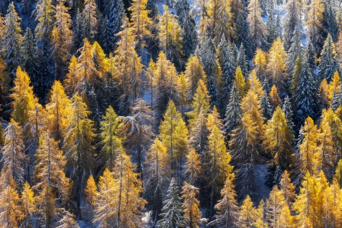Framed Print : Two season colliding together: winter and autumn. This was the first snow of the year on firs and larches still during the foliage at Rolle Pass, in the Dolomites, Italy Framed Print : Two season colliding together: winter and autumn. This was the first snow of the year on firs and larches still during the foliage at Rolle Pass, in the Dolomites, Italy