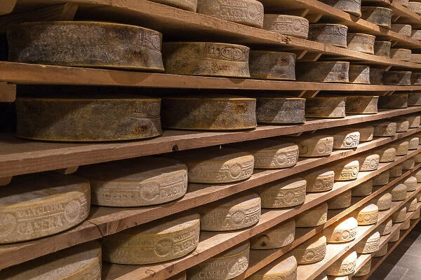 Seasoning of Bitto and Casera cheese wheels on wood shelves, Valtellina, Sondrio province