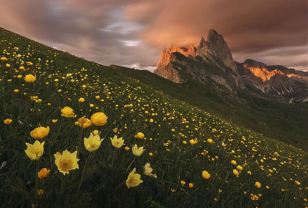 Seceda mountain range during a summer sunset in Val Gardena, Dolomites, Italy