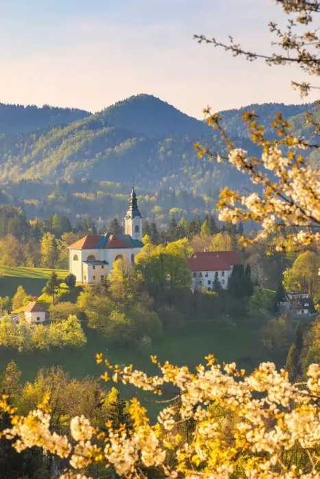 Framed Print : Sela pri Kamniku church framed by a flowering trees, kamnik, Upper Carniola region Framed Print : Sela pri Kamniku church framed by a flowering trees, kamnik, Upper Carniola region
