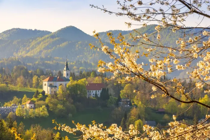 Framed Print : Sela pri Kamniku church framed by a flowering trees, kamnik, Upper Carniola region Framed Print : Sela pri Kamniku church framed by a flowering trees, kamnik, Upper Carniola region
