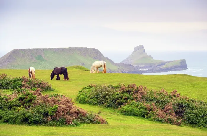 Framed Print : A semi-feral Welsh pony grazing on the cliffs on the Gower Peninsula, with Worm's Head headland in the background, near Rhossili Bay, Swansea, Wales Framed Print : A semi-feral Welsh pony grazing on the cliffs on the Gower Peninsula, with Worm's Head headland in the background, near Rhossili Bay, Swansea, Wales